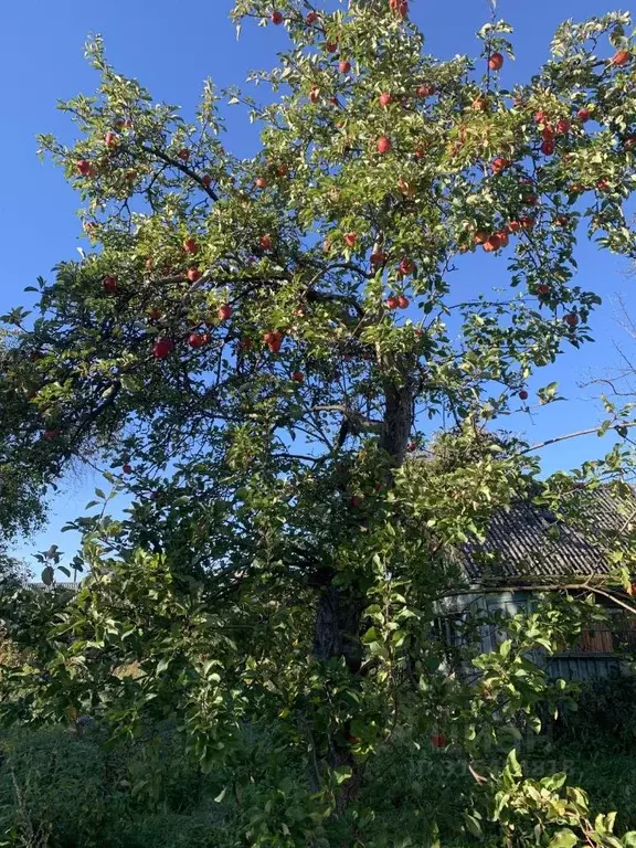 Участок в Калининградская область, Калининград Радость СТ,  (3.0 сот.) - Фото 1