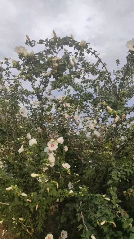 Дом в Ростовская область, Новочеркасск Троицкая пл. (20 м) - Фото 2