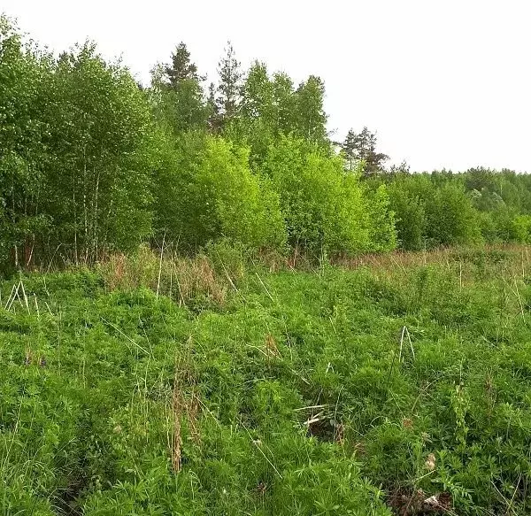 Участок в Нижегородская область, рабочий посёлок Дальнее Константиново ... - Фото 0