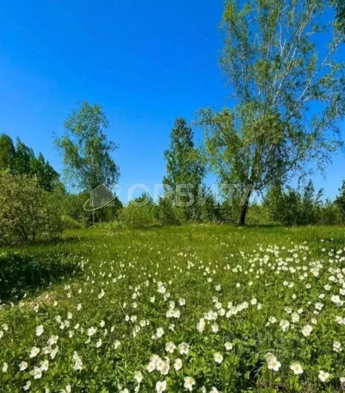 Участок в Тюменская область, Тюменский район Салаирский тракт, 14-й км ... - Фото 1
