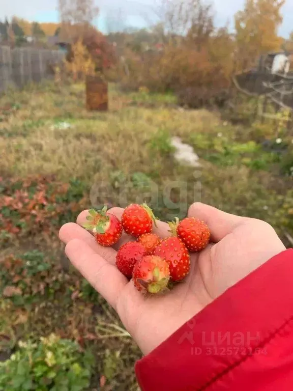 Участок в Омская область, Омск Радист СНТ, 164 (4.0 сот.) - Фото 0