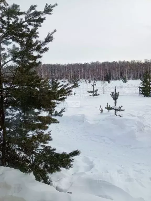 Участок в Челябинская область, Челябинск пос. Новосинеглазово, ... - Фото 1