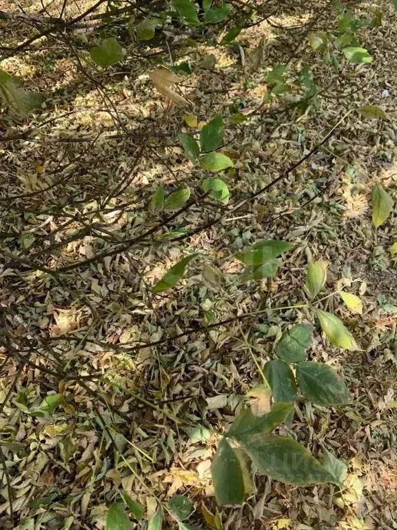 Участок в Амурская область, Благовещенск Луч со,  (600.0 сот.) - Фото 1