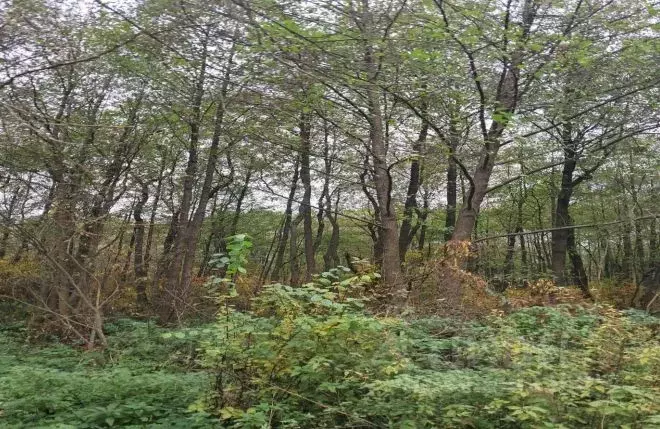 Участок в Московская область, Лосино-Петровский городской округ, д. ... - Фото 1