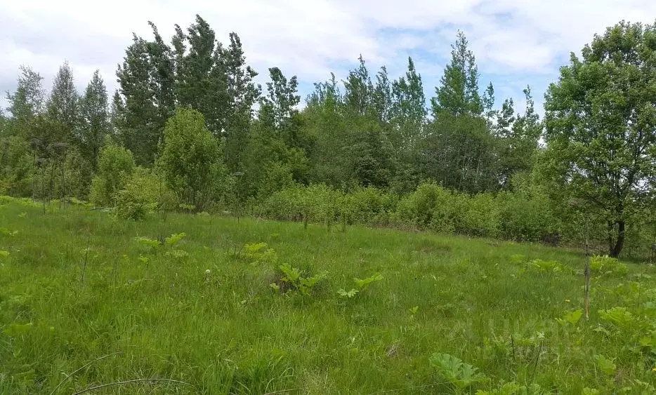 Участок в Тверская область, Торопецкий район, д. Речане  (25.0 сот.) - Фото 1