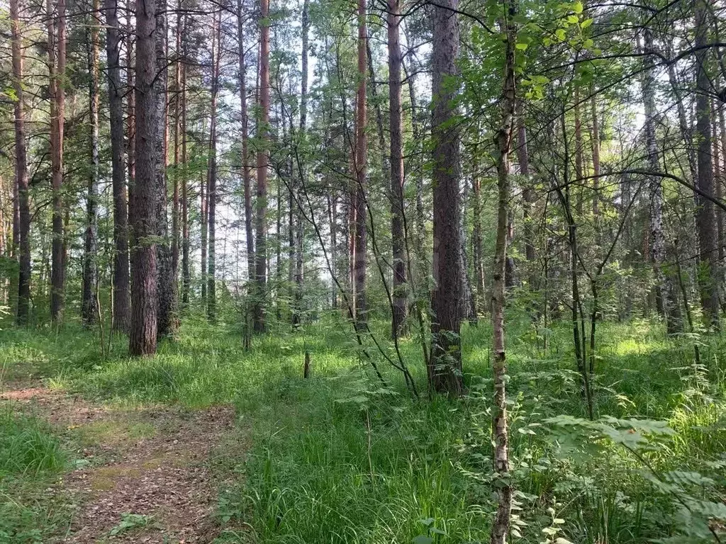 Участок в Свердловская область, Верхняя Пышма  (9.8 сот.) - Фото 1
