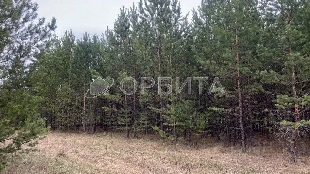 Участок в Свердловская область, Тугулым пгт ул. Хвойная, 26 (13.17 ... - Фото 1