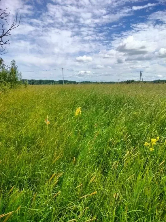 Участок в Новгородская область, Новгородский район, Трубичинское ... - Фото 1