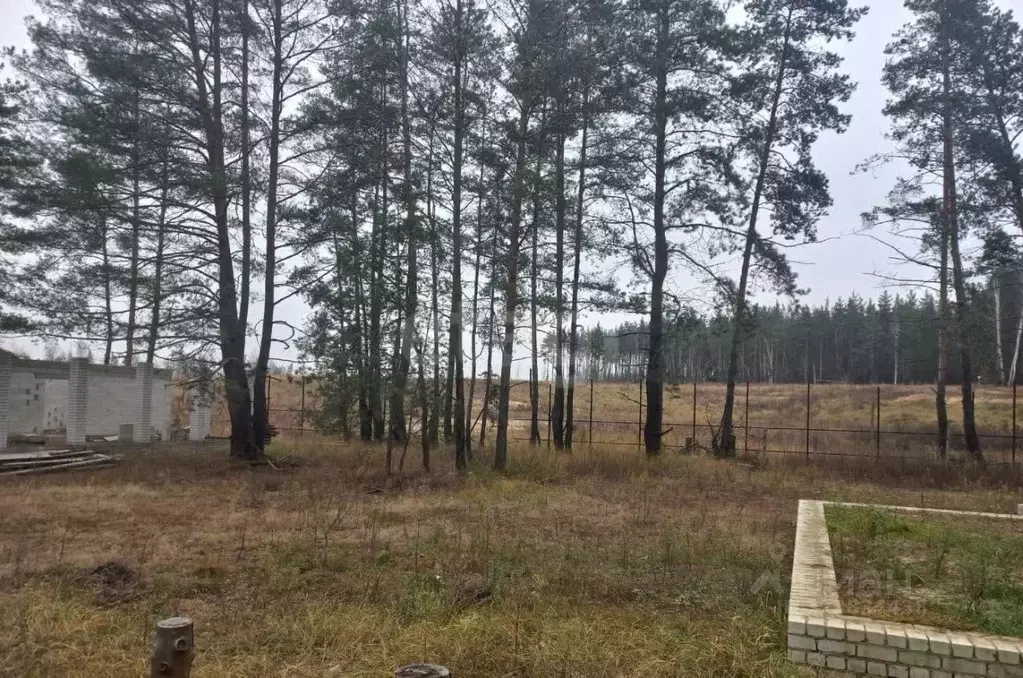 Участок в Воронежская область, Рамонский район, Новоживотинновское ... - Фото 1