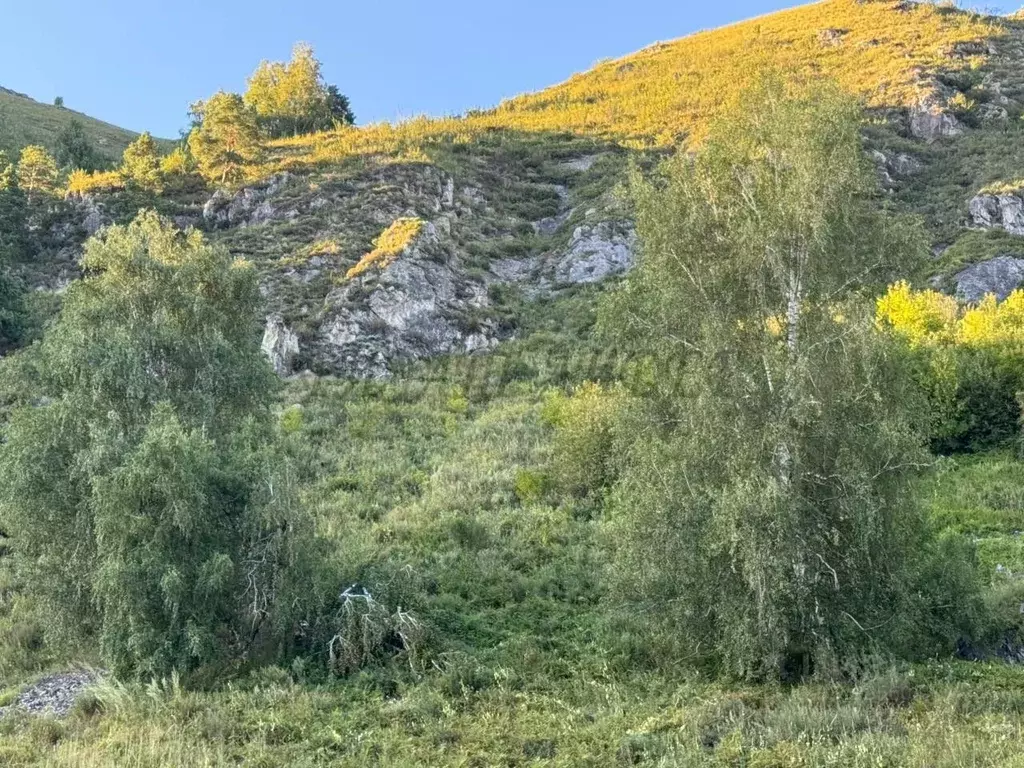 Участок в Алтай, Майминский район, с. Манжерок Подгорная ул. (11.73 ... - Фото 1