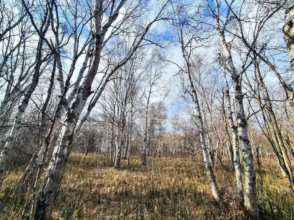 Участок в Камчатский край, Елизовский муниципальный округ, пос. ... - Фото 1