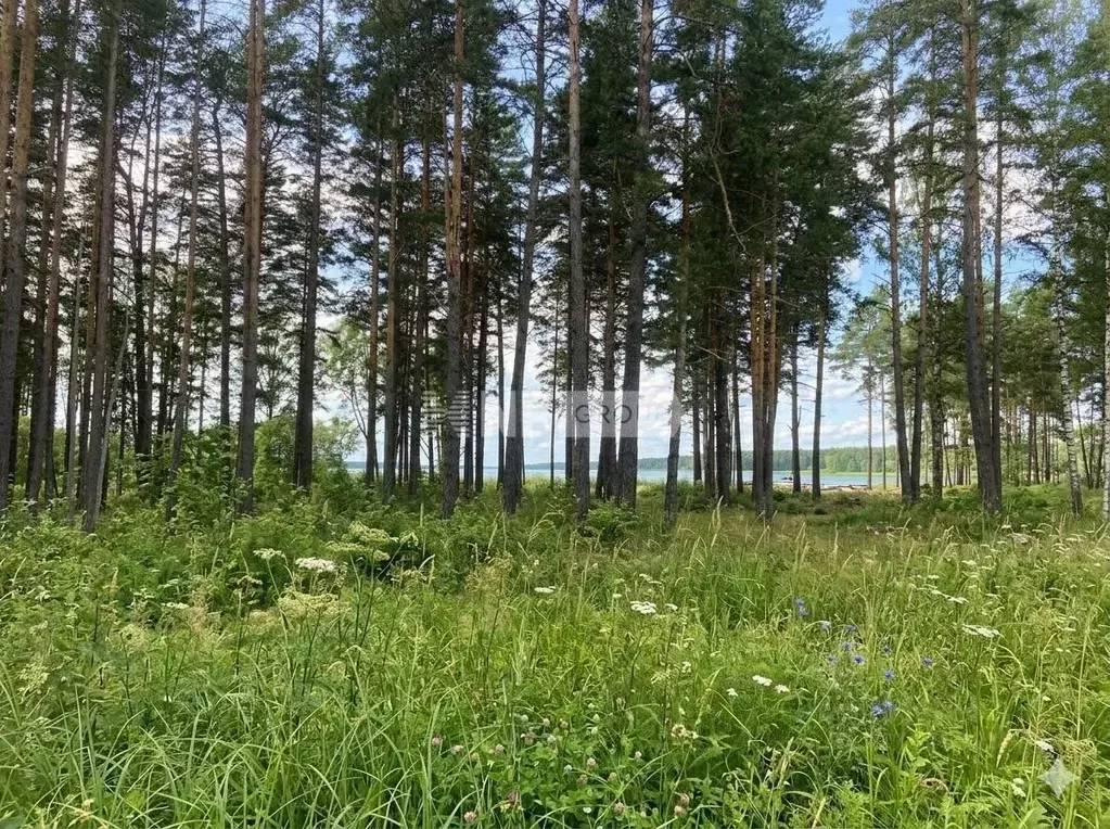 Участок в Ленинградская область, Приозерский район, Ромашкинское ... - Фото 2