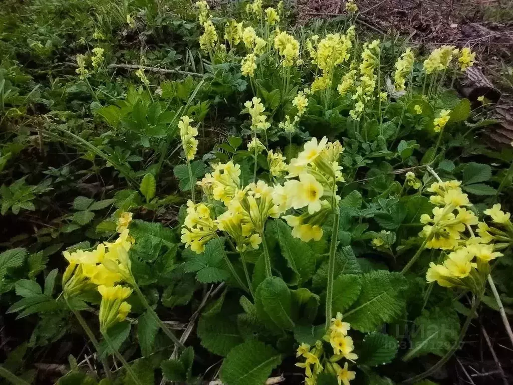 Участок в Брянская область, Брянск Имени Калинина садоводческое ... - Фото 2