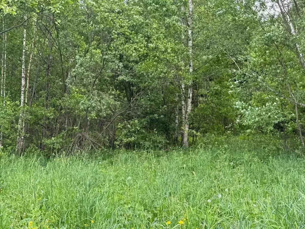 Участок в Московская область, Богородский городской округ, д. ... - Фото 0