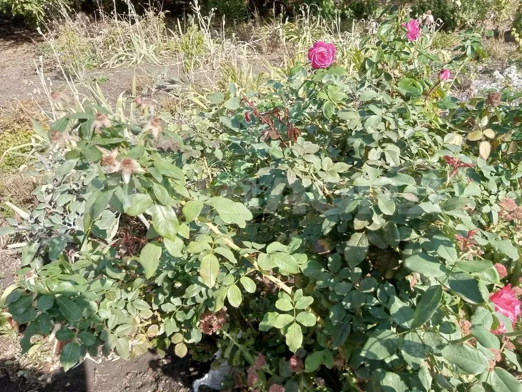 Участок в Ростовская область, Ростов-на-Дону Защитник садовое ... - Фото 2