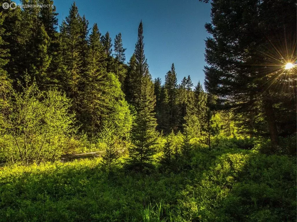 Участок в Чемальский район, Элекмонарское сельское поселение, ... - Фото 2