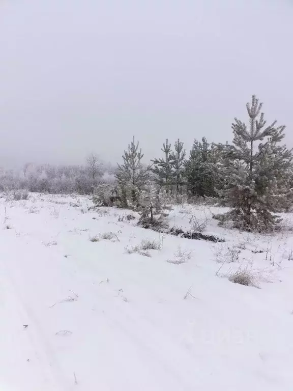 участок в тюменская область, тюменский район, ежевика дп (7.0 сот.) - Фото 0