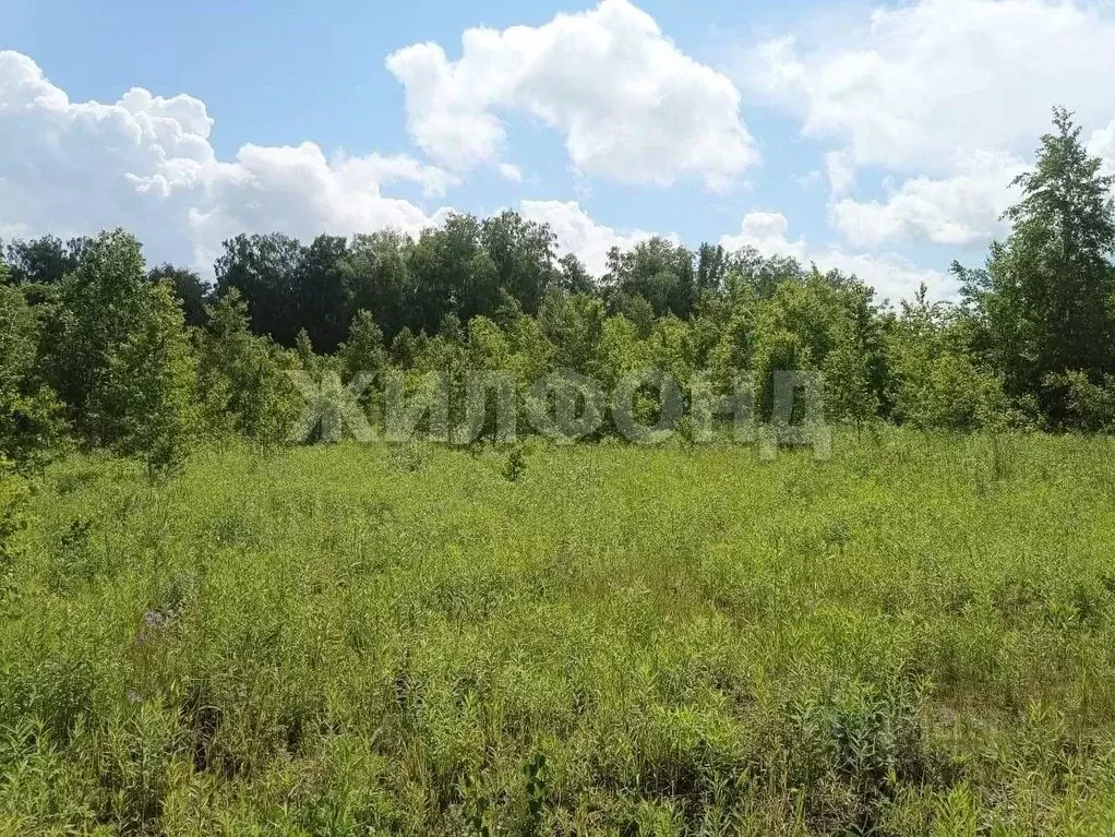 Участок в Новосибирская область, Мошковский район, Индия кп, ... - Фото 1