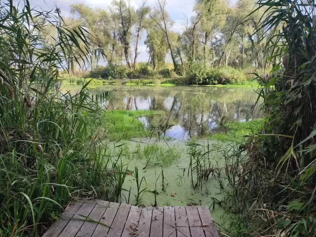 Участок в Белгородская область, Чернянский район, Русскохаланское ... - Фото 2