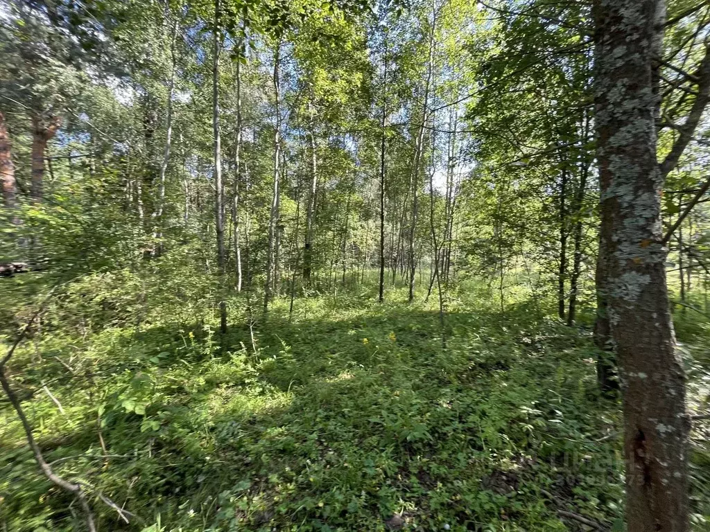 Участок в Московская область, Раменский городской округ, д. Коняшино ... - Фото 0