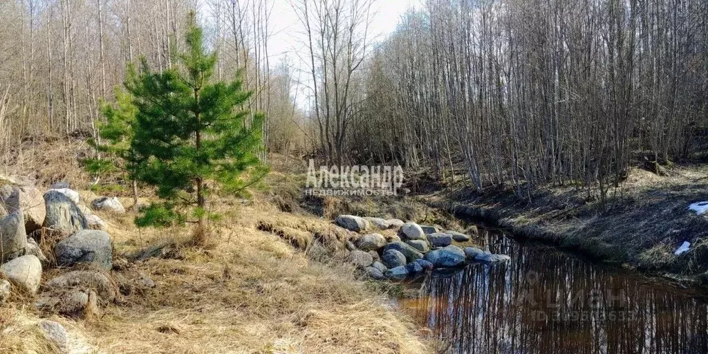 Участок в Ленинградская область, Приозерский район, Громовское с/пос, ... - Фото 1