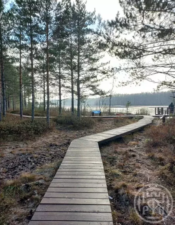 Участок в Ленинградская область, Всеволожский район, Рахьинское ... - Фото 1