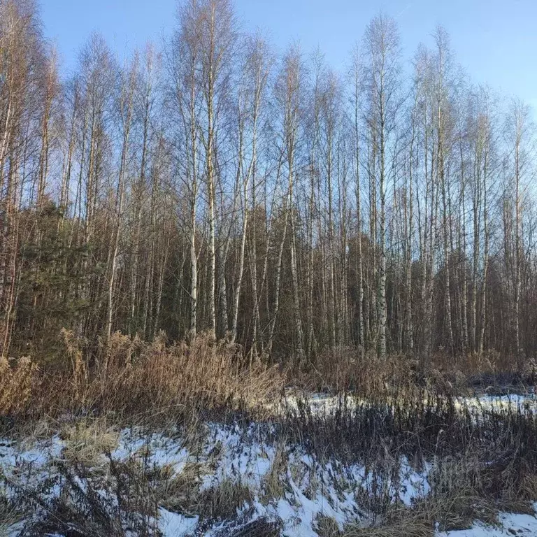 Участок в Московская область, Павлово-Посадский городской округ, д. ... - Фото 1