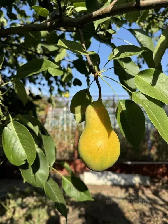 Дом в Ростовская область, Волгодонск Мичуринец СНТ,  (12 м) - Фото 1