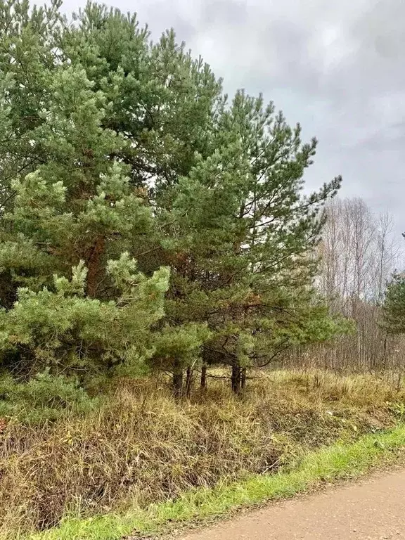 Участок в Ярославская область, Переславль-Залесский городской округ, ... - Фото 1