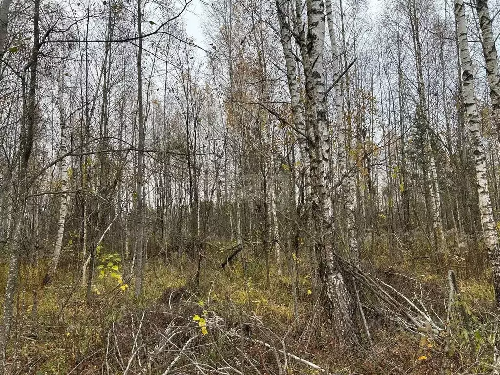 Участок в Брянская область, Брянский район, Нетьинское с/пос, ... - Фото 2