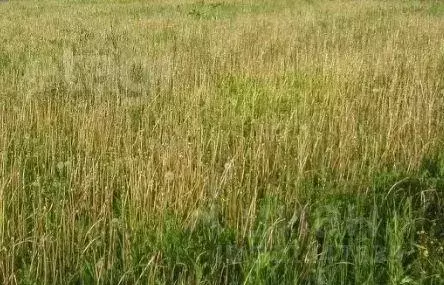 Участок, 7 сот., сельхоз (снт или днп) - Фото 1