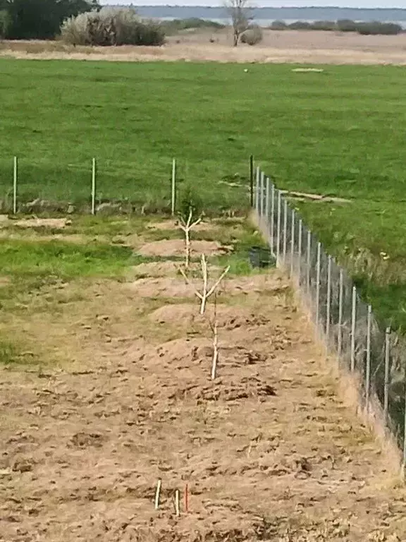 Участок в Калининградская область, Зеленоградский муниципальный округ, ... - Фото 1