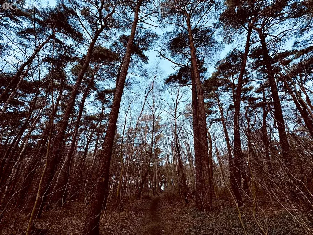 Дом в Калининградская область, Зеленоградский муниципальный округ, ... - Фото 2