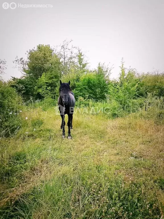 Участок в станица Даховская, Ключевая улица, 33 (7 м) - Фото 2