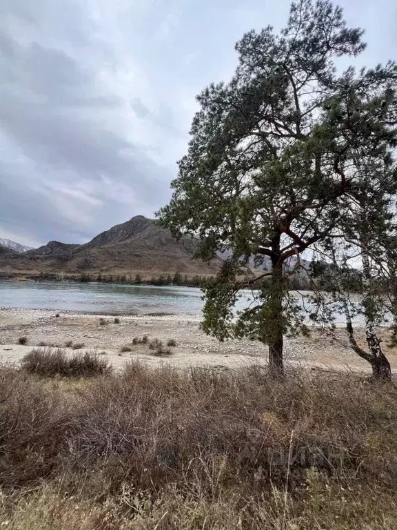 Участок в Алтай, Чемальский район, Чемальское с/пос  (50.0 сот.) - Фото 1