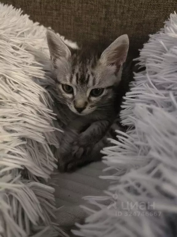 2-к кв. Владимирская область, Владимир Большая Московская ул., 27 ... - Фото 2