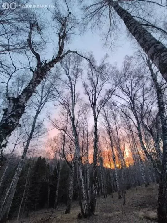 Участок в Барышевский сельсовет, СНТ Восток-1 (4 м) - Фото 2