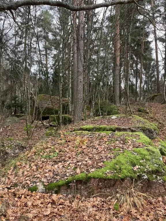 3-к кв. Ленинградская область, Выборгский район, Советское городское ... - Фото 1