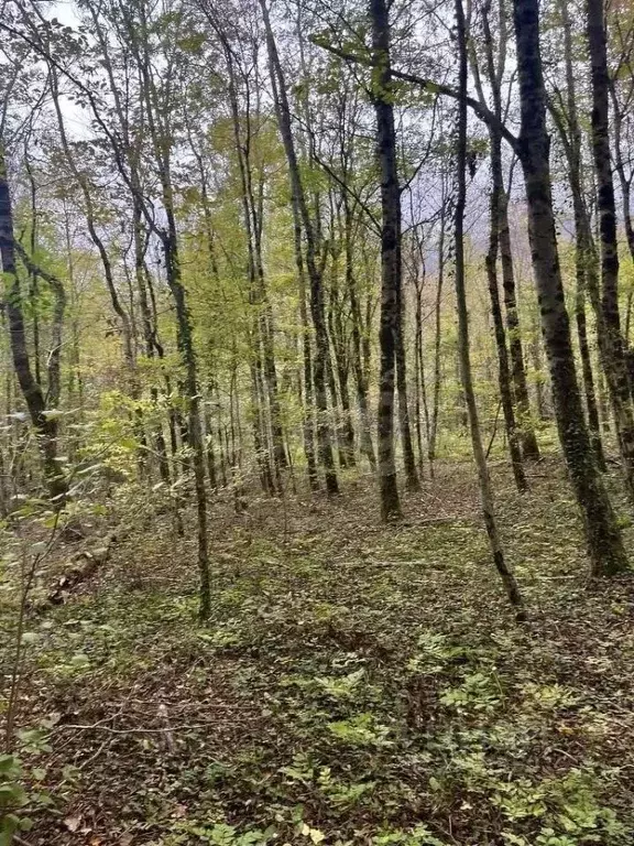 Участок в Краснодарский край, Геленджик городской округ, с. Тешебс  ... - Фото 1