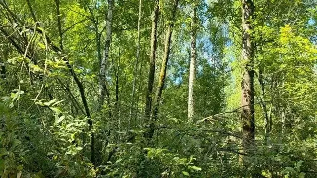 Участок в Московская область, Щелково городской округ, д. Маврино  ... - Фото 1