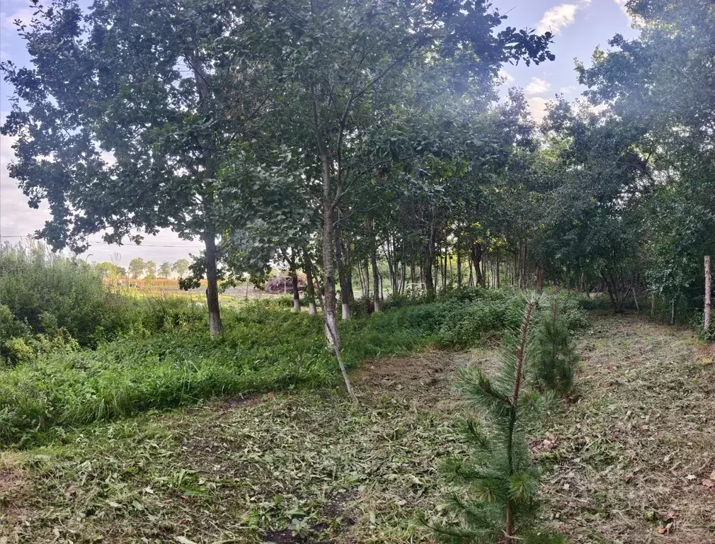 Участок в Калининградская область, Зеленоградский муниципальный округ, ... - Фото 2