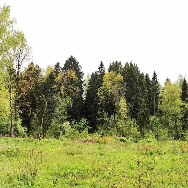 Продается участок в д. Мизиново - Фото 1