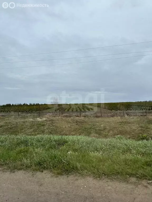 Участок в Тульская область, городской округ Алексин, село Сотино (330 ... - Фото 2