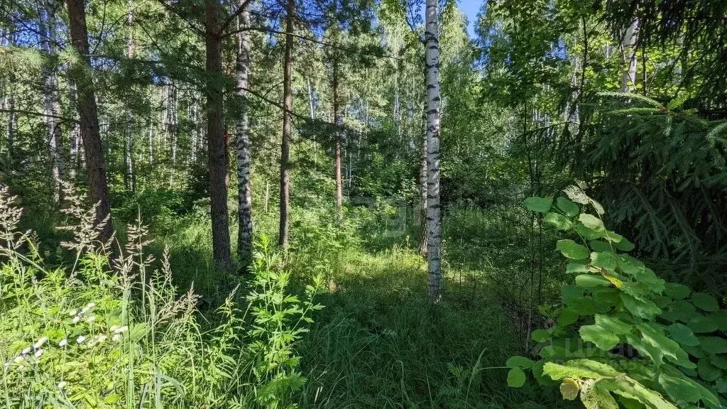 Участок в Калужская область, Дзержинский муниципальный округ, Рудня ... - Фото 2