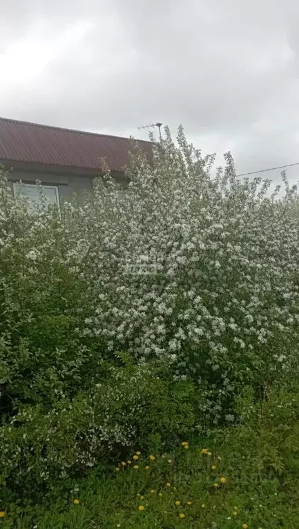 Дом в Омская область, Омск Птицевод-3 СНТ,  (40 м) - Фото 1