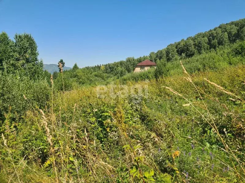 Участок в Алтай, Майминский район, Манжерокское с/пос, с. Озерное ул. ... - Фото 1