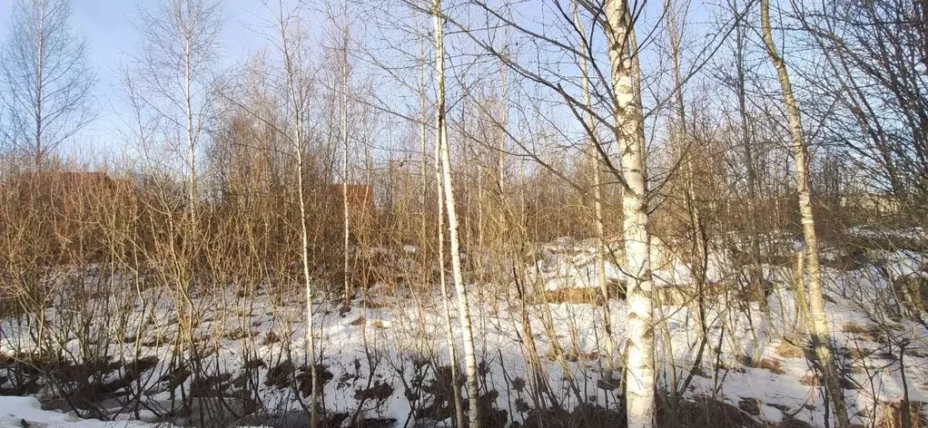 Участок в Московская область, Талдомский городской округ, Запрудня рп ... - Фото 0