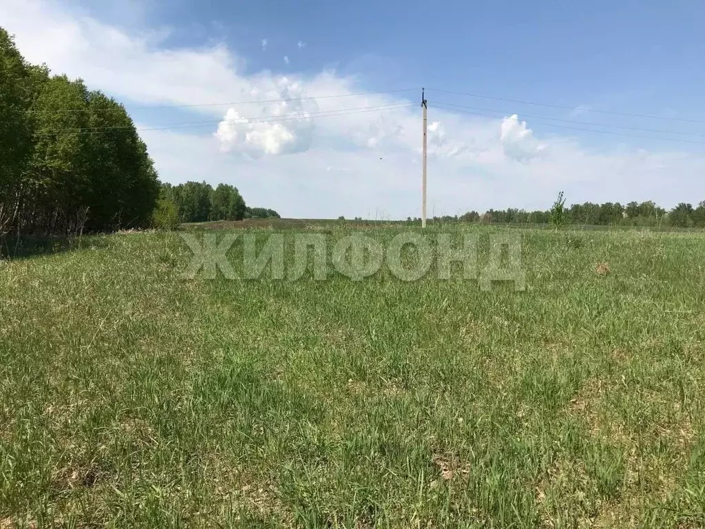 Участок в Новосибирская область, Ордынский район, с. Красный Яр  ... - Фото 1