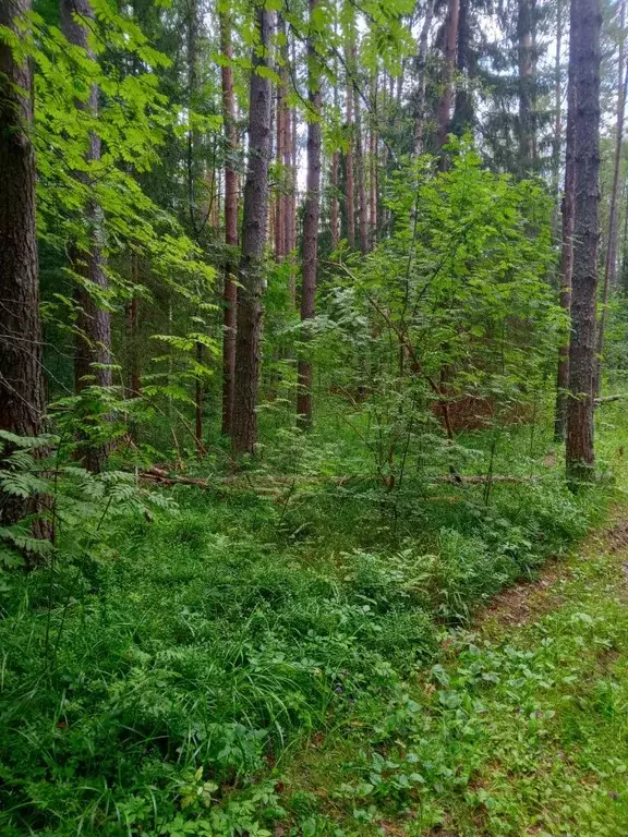 Участок в Нижегородская область, Семеновский муниципальный округ  (9.7 ... - Фото 2