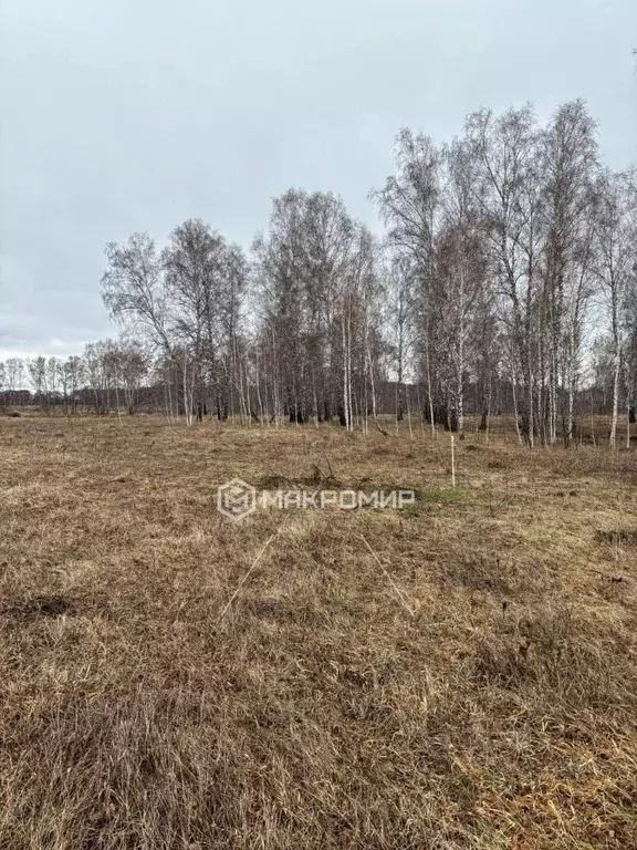 Участок в Новосибирская область, Новосибирский район, Толмачевский ... - Фото 1